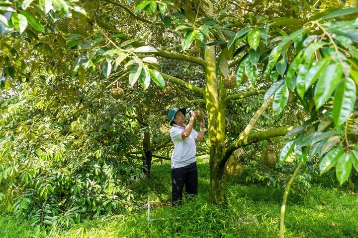 Sầu riêng rớt giá: Lối ra nào cho 'vua' trái cây?