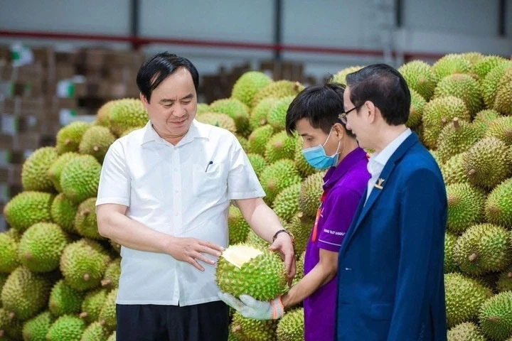 Sầu riêng rớt giá: Lối ra nào cho 'vua' trái cây?