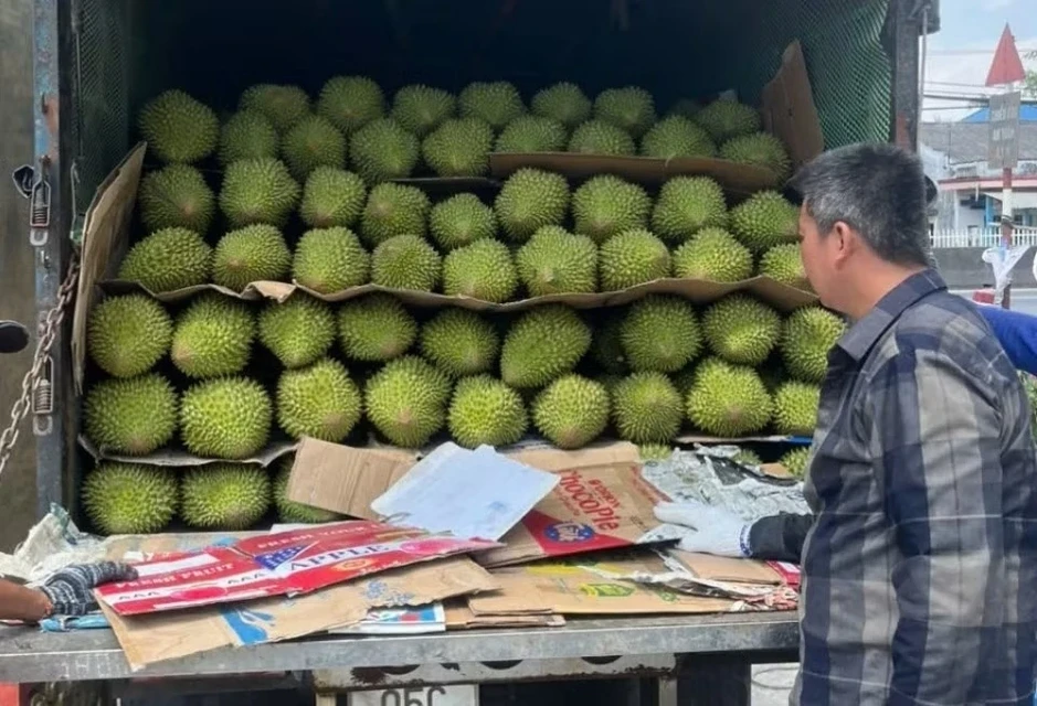 Sầu riêng rớt giá thê thảm Sầu riêng rớt giá thê thảm