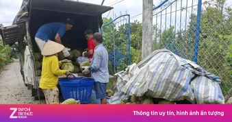 Sầu riêng rớt giá thê thảm