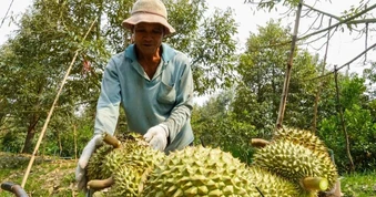 Sầu riêng “siêu lợi nhuận”, người trồng lại lo khi diện tích tăng quá nhanh