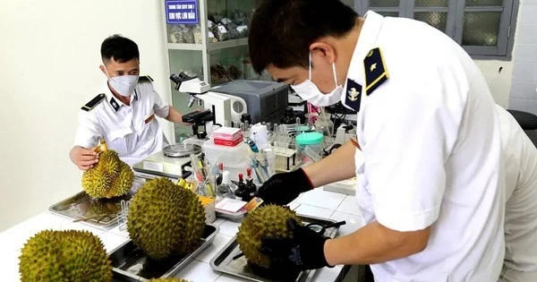 Sầu riêng 'tắc' kiểm nghiệm Cadimi, rớt giá: Đang làm việc với Trung Quốc Sầu riêng 'tắc' kiểm nghiệm Cadimi, rớt giá: Đang làm việc với Trung Quốc