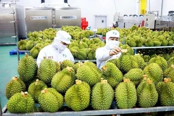 Sầu riêng 'tắc' kiểm nghiệm Cadimi, rớt giá: Đang làm việc với Trung Quốc