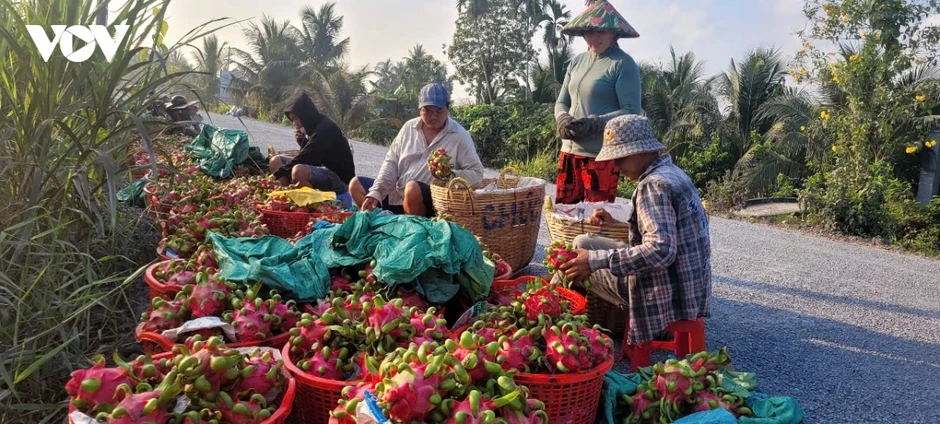 Sầu riêng và thanh long rớt giá Sầu riêng và thanh long rớt giá
