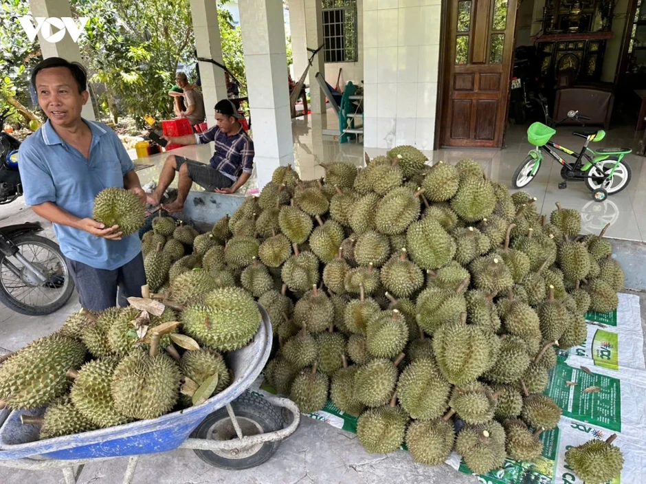 Sầu riêng và thanh long rớt giá Sầu riêng và thanh long rớt giá