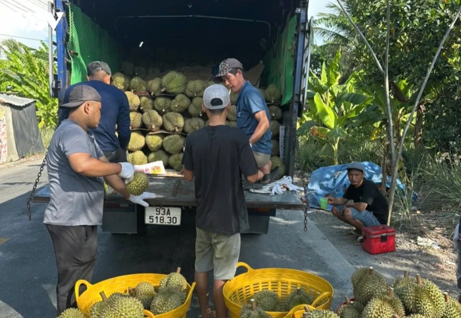 Sầu riêng và thanh long rớt giá Sầu riêng và thanh long rớt giá