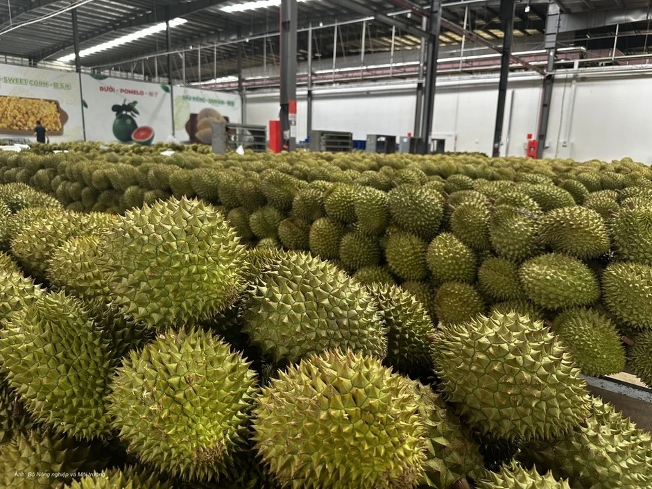 Sầu riêng Việt được xuất chính ngạch sang Ấn Độ