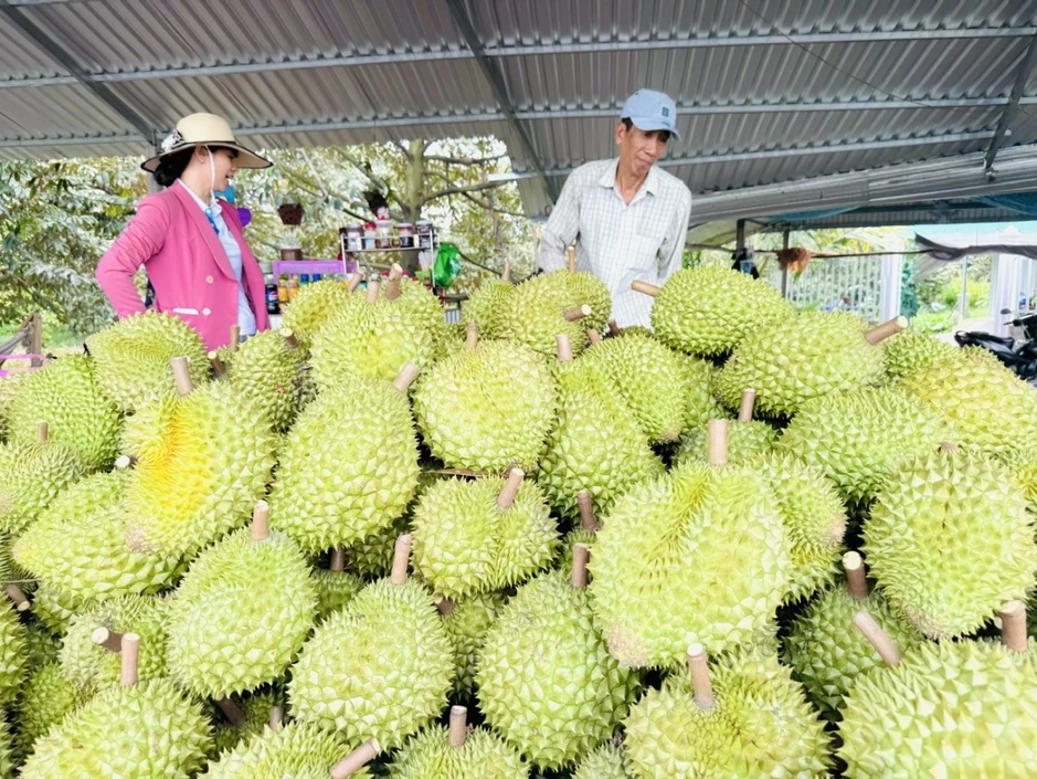 Sầu riêng Việt mở rộng “bản đồ” xuất khẩu vào Ấn Độ Sầu riêng Việt mở rộng “bản đồ” xuất khẩu vào Ấn Độ