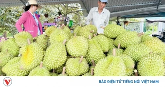 Sầu riêng Việt mở rộng “bản đồ” xuất khẩu vào Ấn Độ