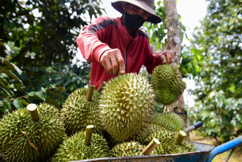 Sầu riêng Việt Nam 'bùng nổ', đạt 2,08 triệu tấn: Báo động dư thừa, giá giảm Sầu riêng Việt Nam 'bùng nổ', đạt 2,08 triệu tấn: Báo động dư thừa, giá giảm