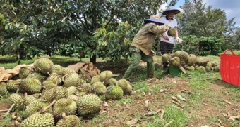 Sầu riêng Việt Nam 'bùng nổ', đạt 2,08 triệu tấn: Báo động dư thừa, giá giảm