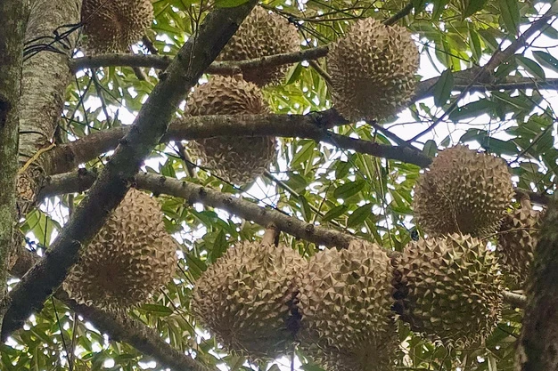Sầu riêng Việt Nam có đối thủ mới ở Đông Nam Á, sản lượng dự kiến đạt 150 triệu kg, 90% xuất khẩu vẫn phụ thuộc một thị trường Sầu riêng Việt Nam có đối thủ mới ở Đông Nam Á, sản lượng dự kiến đạt 150 triệu kg, 90% xuất khẩu vẫn phụ thuộc một thị trường