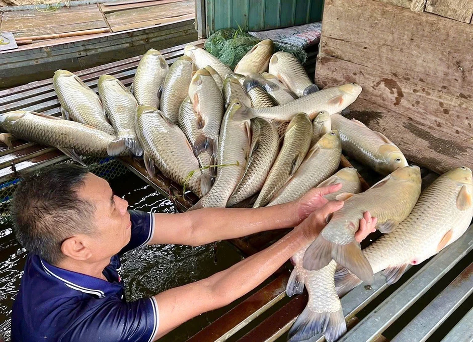 Sau trận mưa dông, gần 9 tấn cá nổi trắng sông Lam, hé lộ nguyên nhân ban đầu Sau trận mưa dông, gần 9 tấn cá nổi trắng sông Lam, hé lộ nguyên nhân ban đầu