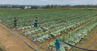 Sẽ có các vườn nông sản kiểu Nhật Bản tại vùng ven Đà Nẵng