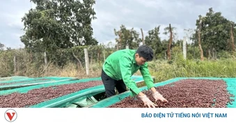 Tăng gấp rưỡi lượng cà phê dự thi Cà phê đặc sản Việt Nam lần thứ 8