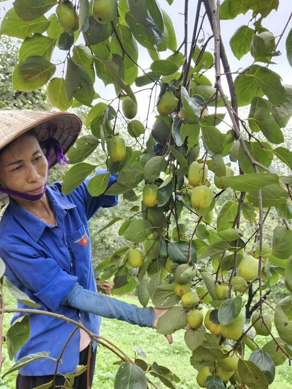 Tết Trung thu, các loại hồng đặc sản vào mùa Tết Trung thu, các loại hồng đặc sản vào mùa