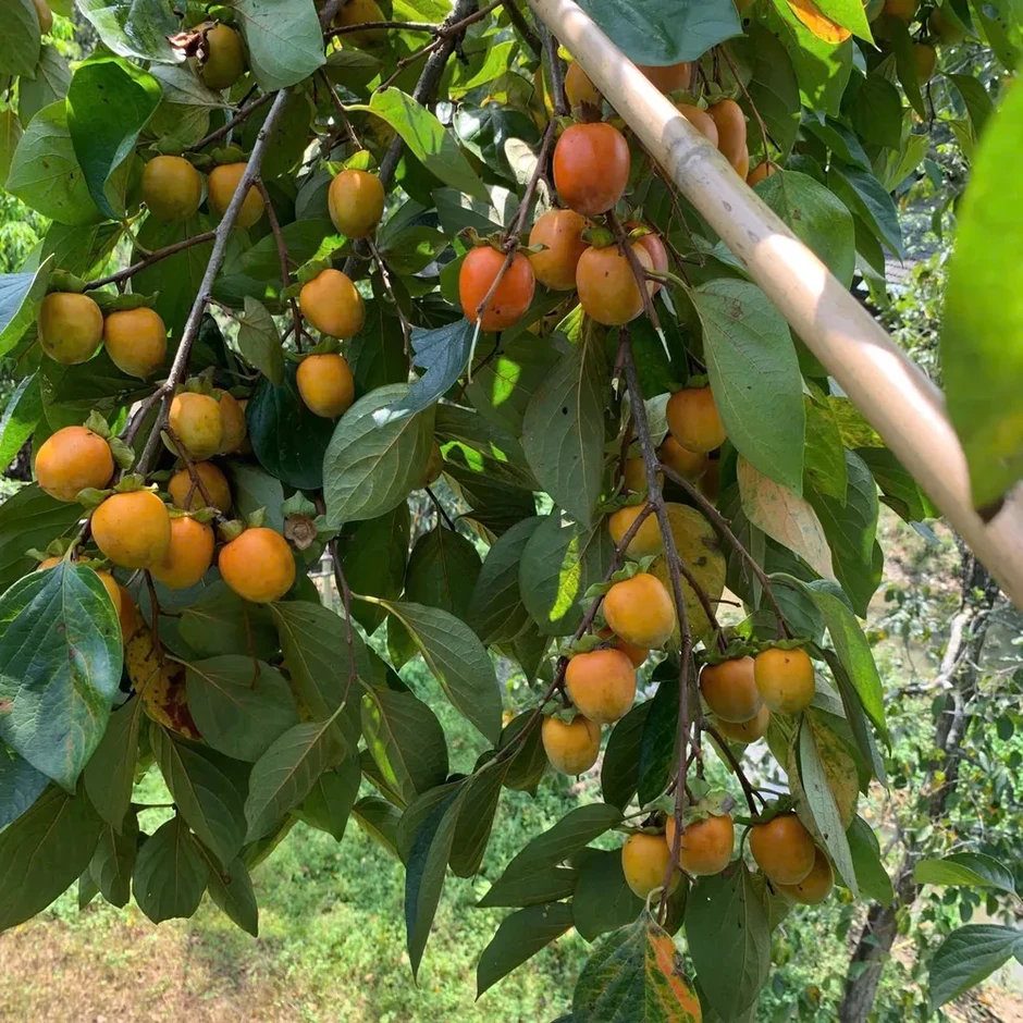 Tết Trung thu, các loại hồng đặc sản vào mùa Tết Trung thu, các loại hồng đặc sản vào mùa