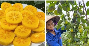 Tết Trung thu, các loại hồng đặc sản vào mùa
