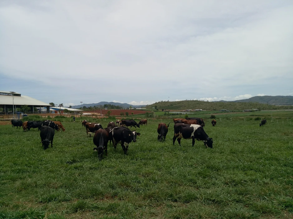 Thị trường sữa Việt Nam tăng mạnh, New Zealand dẫn đầu nguồn cung Thị trường sữa Việt Nam tăng mạnh, New Zealand dẫn đầu nguồn cung