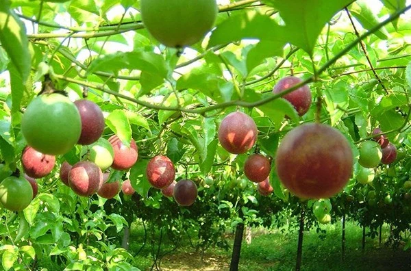 Thông tin về kiểm soát dư lượng thuốc bảo vệ thực vật với chanh leo, thanh long Việt tại EU Thông tin về kiểm soát dư lượng thuốc bảo vệ thực vật với chanh leo, thanh long Việt tại EU