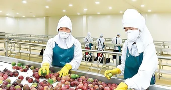 Thông tin về kiểm soát dư lượng thuốc bảo vệ thực vật với chanh leo, thanh long Việt tại EU