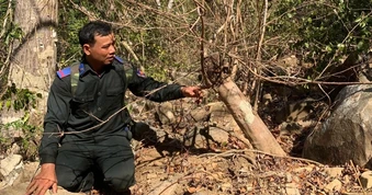 Thu giữ 42 cây mai vàng tại Côn Đảo: Kiên quyết sửa sai nếu phạt nhầm