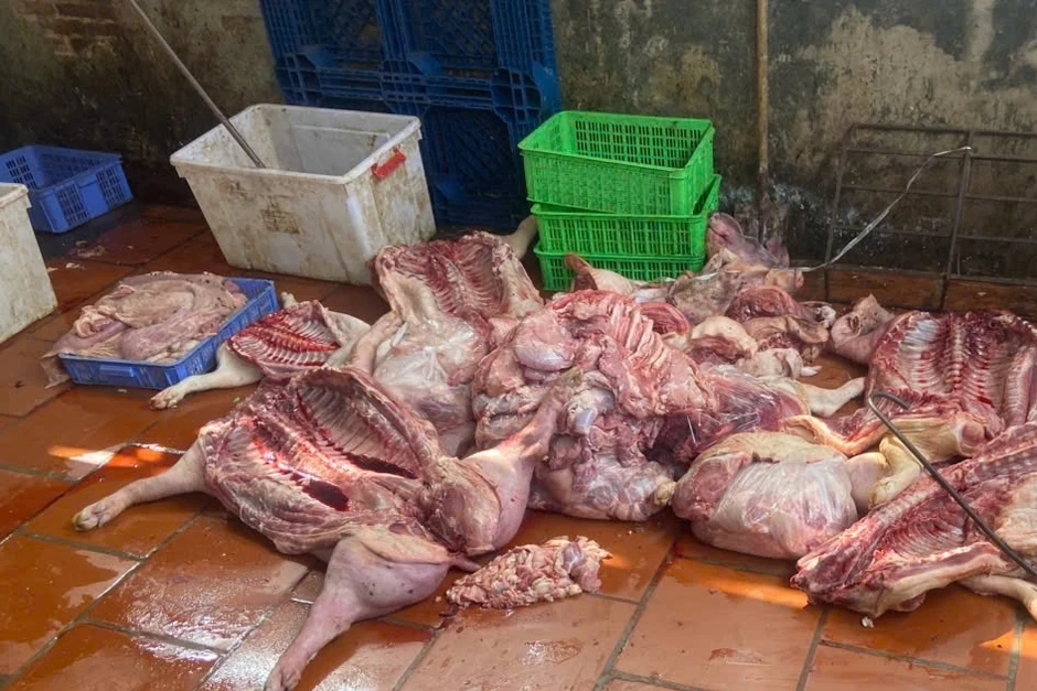Thu mua gần 1 tấn lợn yếu, lợn chết, lợn nhiễm bệnh để bán cho người dân Thu mua gần 1 tấn lợn yếu, lợn chết, lợn nhiễm bệnh để bán cho người dân