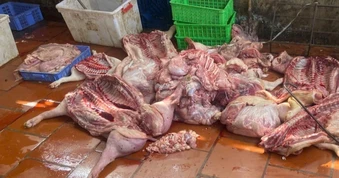 Thu mua gần 1 tấn lợn yếu, lợn chết, lợn nhiễm bệnh để bán cho người dân
