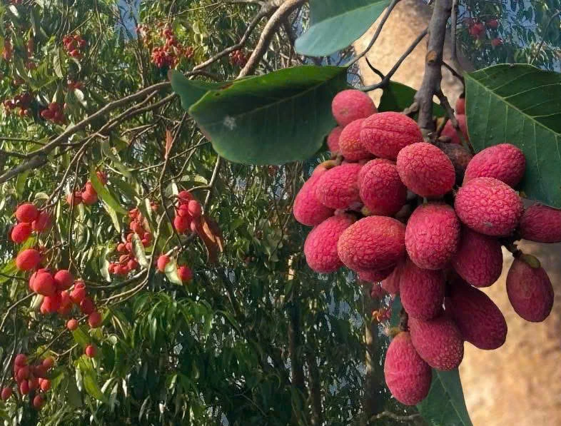Thứ quả ‘chín đỏ rừng’ từng không ai hái: Nay bỗng thành đặc sản ‘nhà giàu’, giá 125.000 đồng/kg vẫn khó mua Thứ quả ‘chín đỏ rừng’ từng không ai hái: Nay bỗng thành đặc sản ‘nhà giàu’, giá 125.000 đồng/kg vẫn khó mua