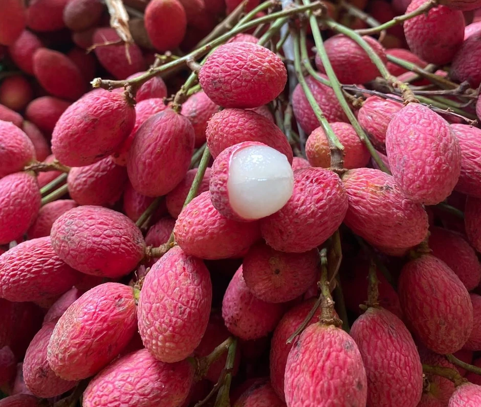 Thứ quả ‘chín đỏ rừng’ từng không ai hái: Nay bỗng thành đặc sản ‘nhà giàu’, giá 125.000 đồng/kg vẫn khó mua Thứ quả ‘chín đỏ rừng’ từng không ai hái: Nay bỗng thành đặc sản ‘nhà giàu’, giá 125.000 đồng/kg vẫn khó mua