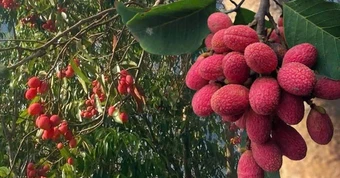 Thứ quả ‘chín đỏ rừng’ từng không ai hái: Nay bỗng thành đặc sản ‘nhà giàu’, giá 125.000 đồng/kg vẫn khó mua