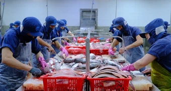 Thủy sản Việt đối mặt phép thử lớn giữa cú sốc vận tải biển