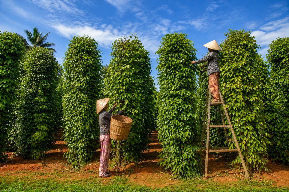 Tin vui cho nông sản Việt: Một mặt hàng gia vị Việt đang được Mỹ chi đậm gom mua, mang về hơn 600 triệu USD chỉ sau 4 tháng