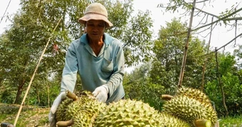Tin vui với sầu riêng Việt Nam