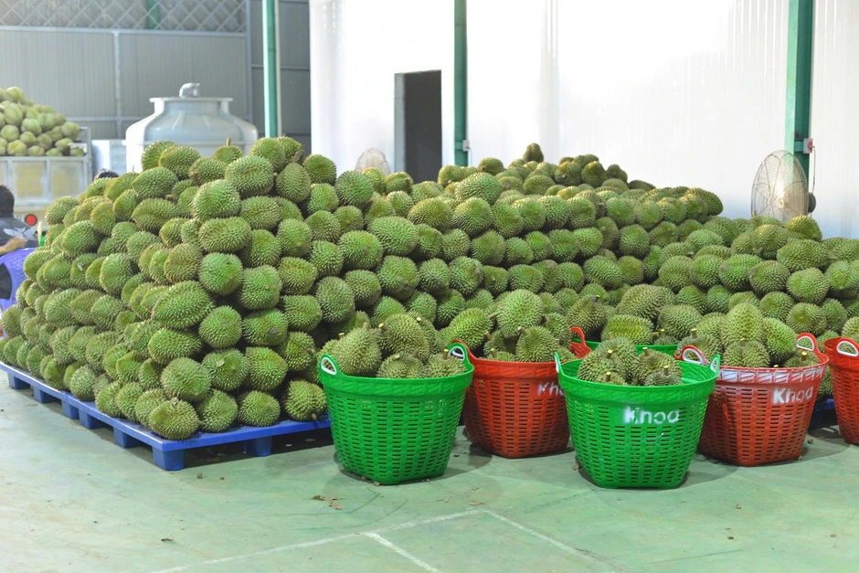 Tin vui với sầu riêng Tin vui với sầu riêng