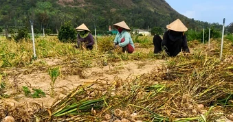 Tỏi Lý Sơn rớt giá, nông dân gặp khó