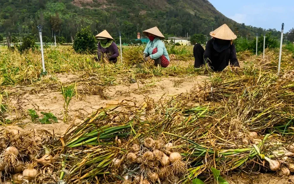 Tỏi Lý Sơn rớt giá, nông dân gặp khó Tỏi Lý Sơn rớt giá, nông dân gặp khó