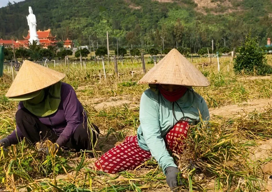 Tỏi Lý Sơn rớt giá, nông dân gặp khó Tỏi Lý Sơn rớt giá, nông dân gặp khó