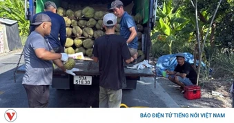 Trái sầu riêng tăng giá trở lại, nhà vườn Đồng Tháp bắt đầu có lãi
