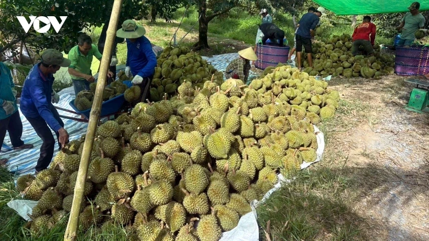 Trái sầu riêng tăng giá trở lại, nhà vườn Đồng Tháp bắt đầu có lãi