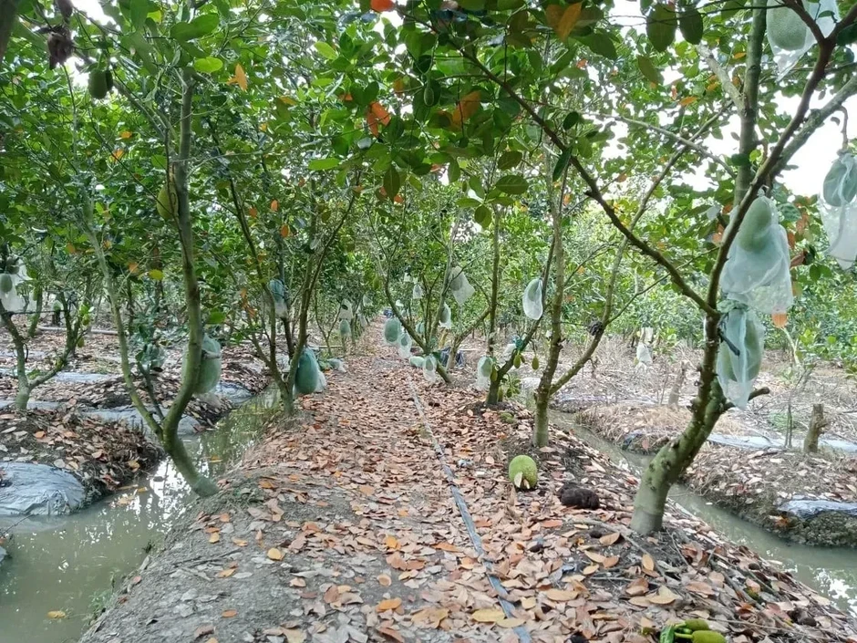 Trở tay không kịp vì giá mít 'lên đỉnh, xuống đáy' Trở tay không kịp vì giá mít 'lên đỉnh, xuống đáy'
