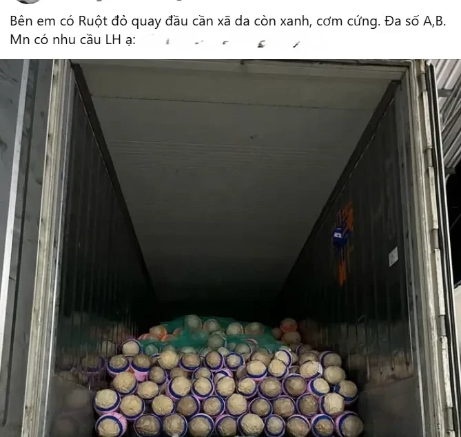 Trở tay không kịp vì giá mít 'lên đỉnh, xuống đáy' Trở tay không kịp vì giá mít 'lên đỉnh, xuống đáy'