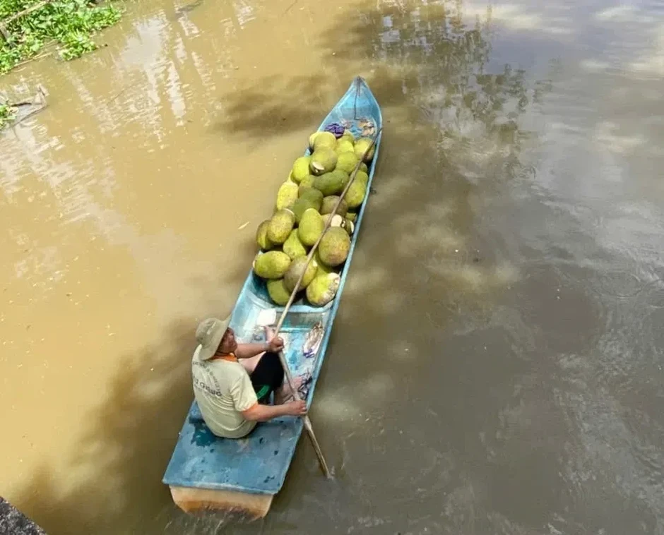Trở tay không kịp vì giá mít 'lên đỉnh, xuống đáy' Trở tay không kịp vì giá mít 'lên đỉnh, xuống đáy'