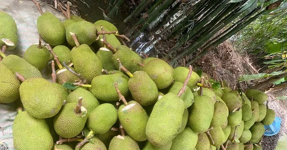 Trở tay không kịp vì giá mít 'lên đỉnh, xuống đáy' Trở tay không kịp vì giá mít 'lên đỉnh, xuống đáy'