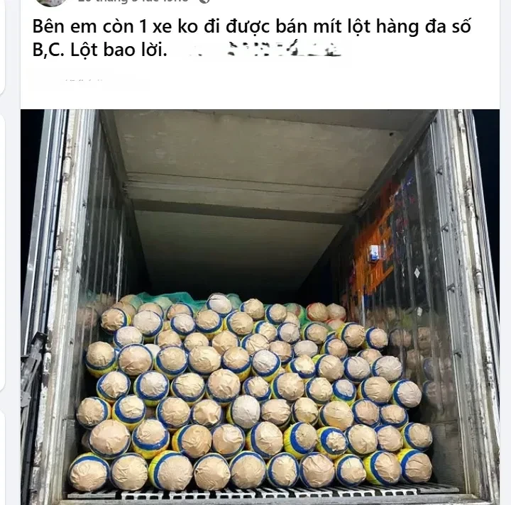 Trở tay không kịp vì giá mít 'lên đỉnh, xuống đáy' Trở tay không kịp vì giá mít 'lên đỉnh, xuống đáy'