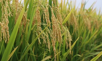 Trồng lúa kiểu mới, nông dân lời thêm hàng chục triệu đồng - Báo TinVina