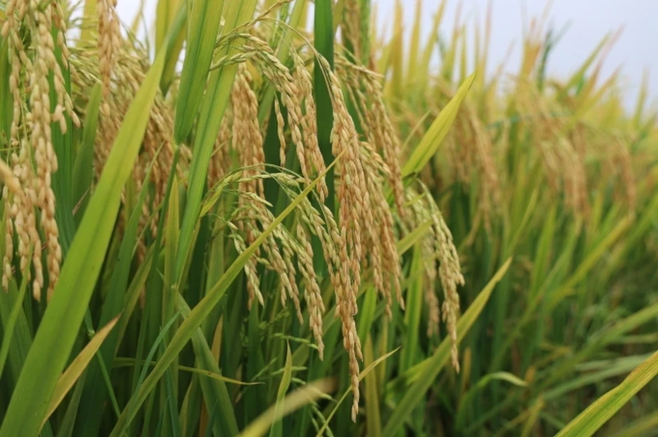 Trồng lúa kiểu mới, nông dân lời thêm hàng chục triệu đồng - Báo TinVina Trồng lúa kiểu mới, nông dân lời thêm hàng chục triệu đồng - Báo TinVina