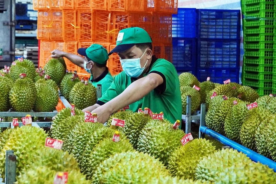 Trung Quốc chi 2,5 tỷ USD mua rau quả Việt Trung Quốc chi 2,5 tỷ USD mua rau quả Việt