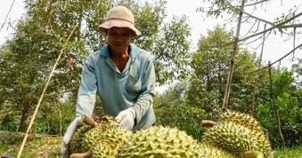 Trung Quốc nhập hơn 1 triệu tấn sầu riêng, Việt Nam là nguồn cung lớn thứ 2