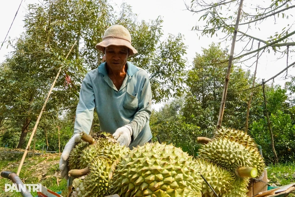 Trung Quốc nhập hơn 1 triệu tấn sầu riêng, Việt Nam là nguồn cung lớn thứ 2